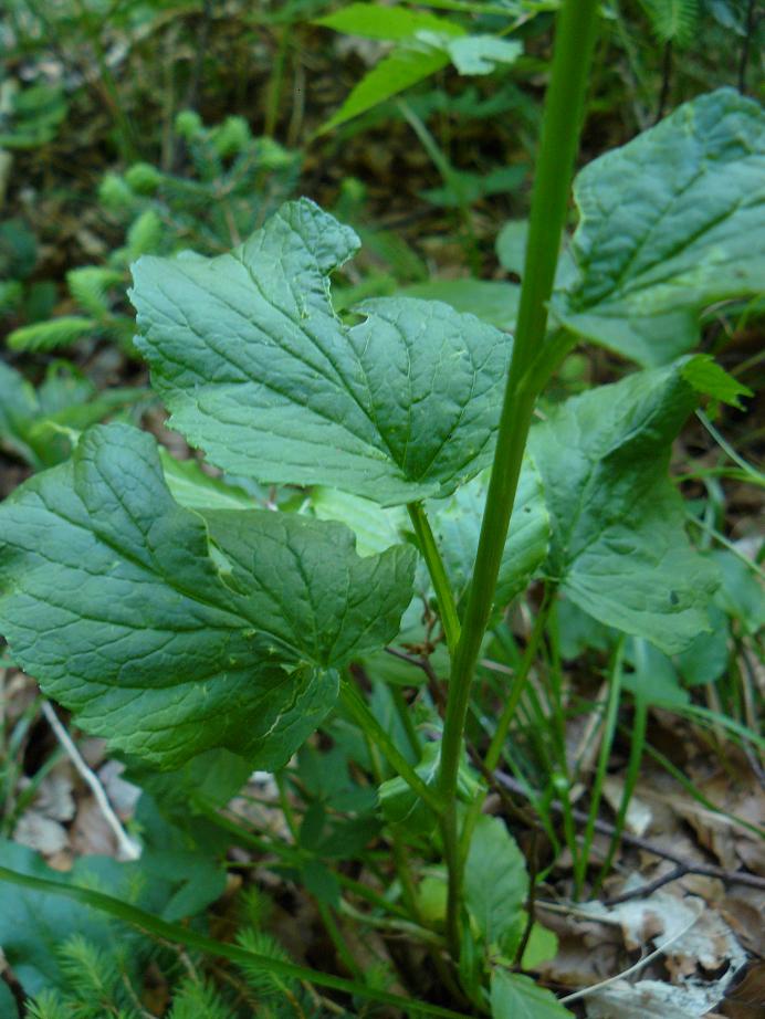 Phyteuma spicatum / Raponzolo giallo